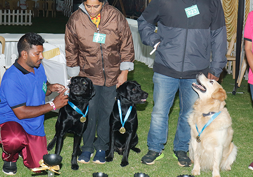 Dog Training Centre in Chennai