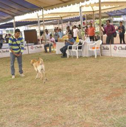 Dog Behaviorist in Chennai