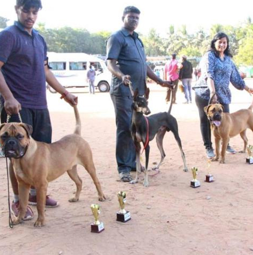 Dog Training Centre in Chennai